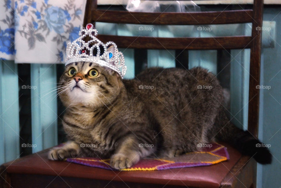 cat in crown