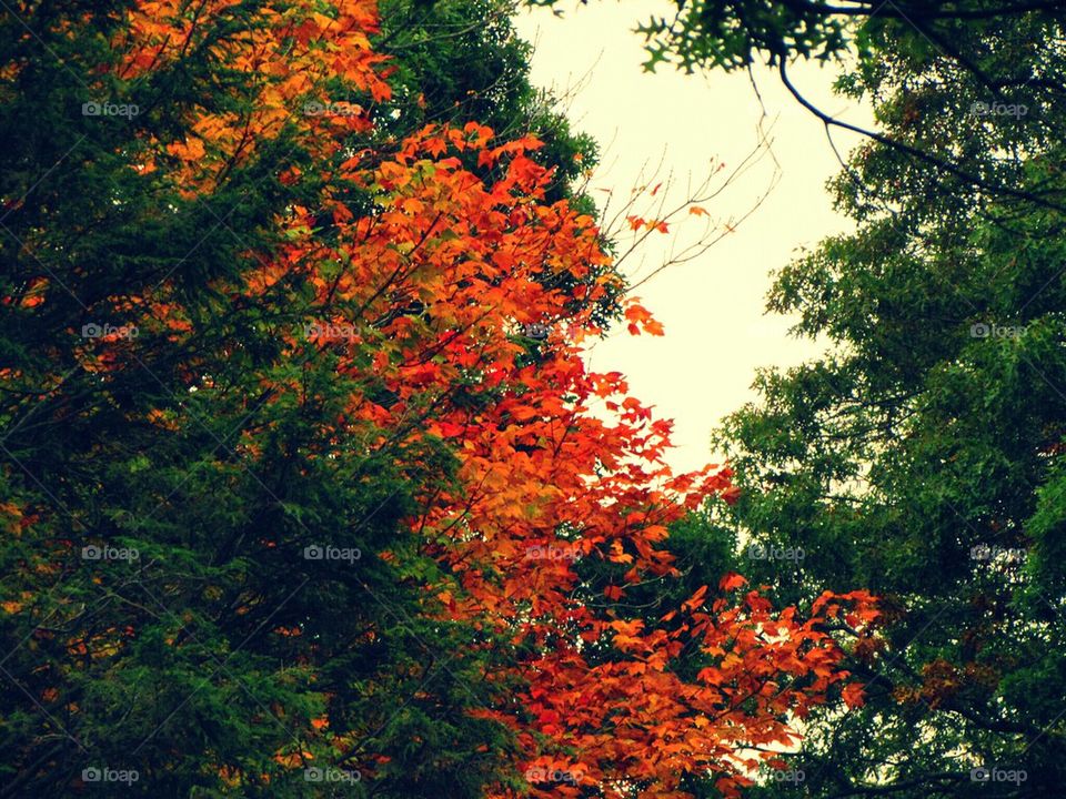 Autumn trees