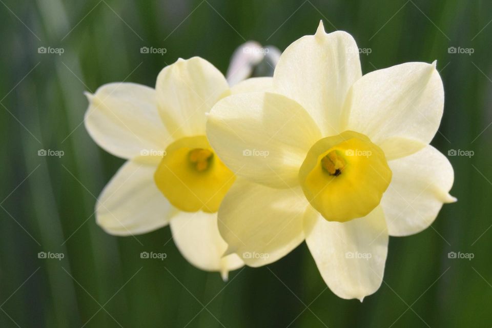 A pretty pair of pale yellow daffodils in spring sunshine sit amidst a background of dark green foliage in a garden in the north of England.