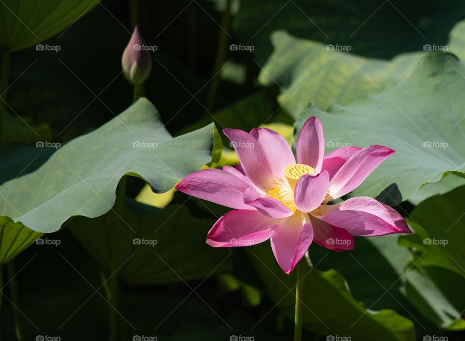 lotus