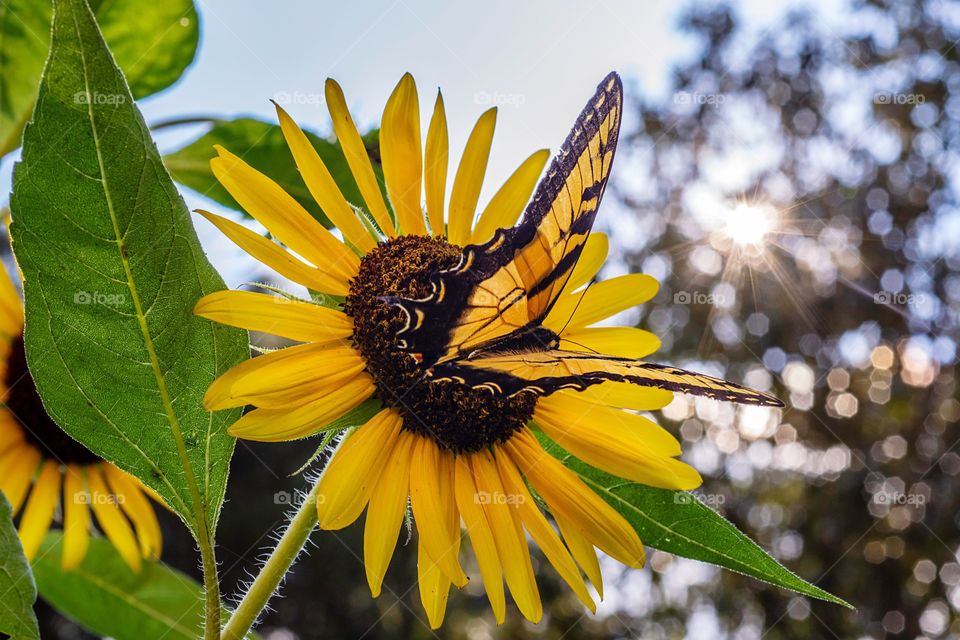 Summer sunflower with swallowtail butterfly