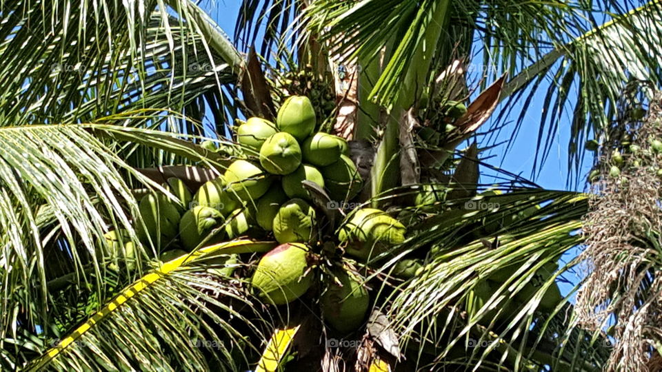 Coconut Tree in Guam