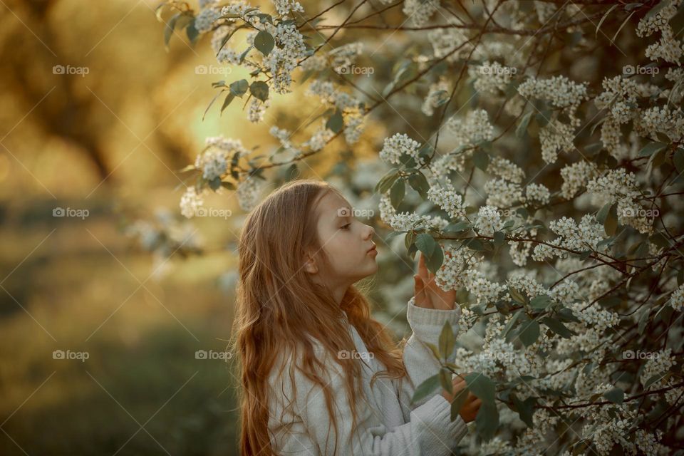 Little girl in blossom bird cherry in sunny spring  park