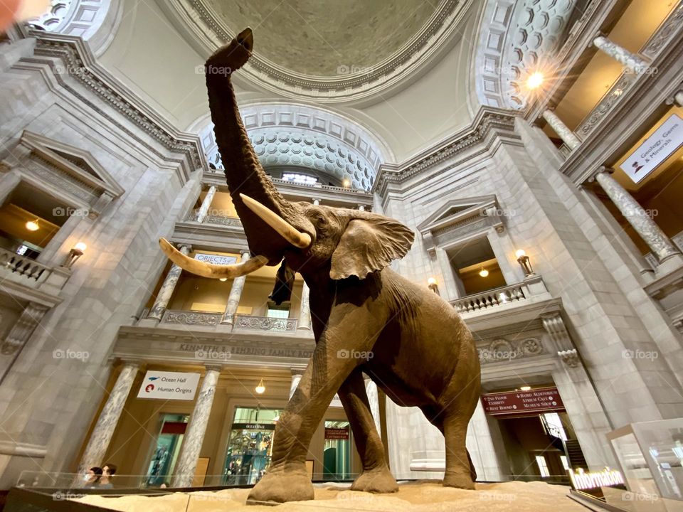 African Bush Elephant at Natural History Museum 