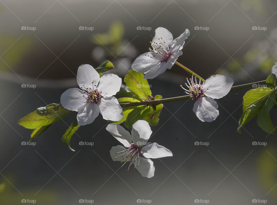 blossom tree