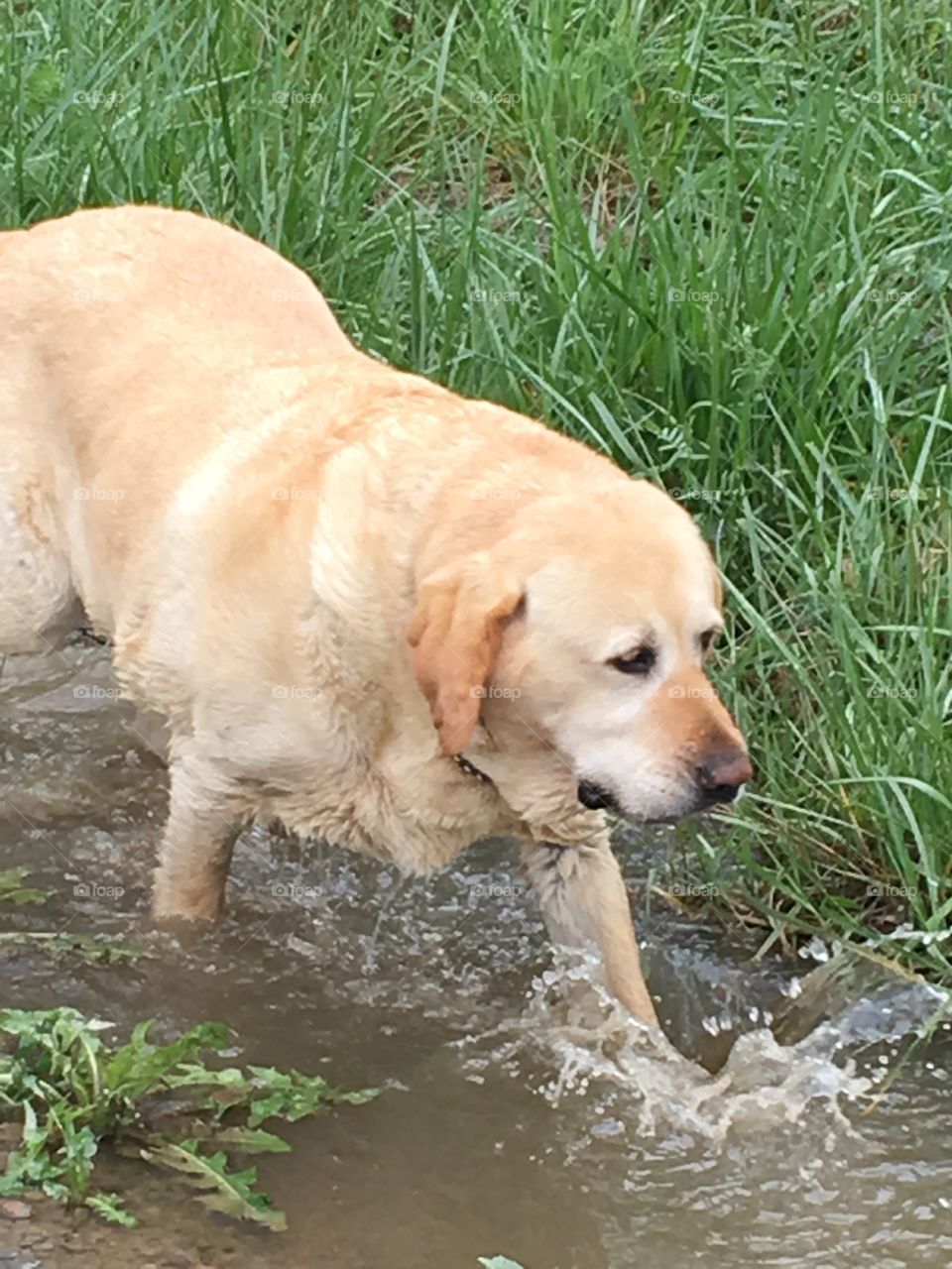 A dog walking in stream