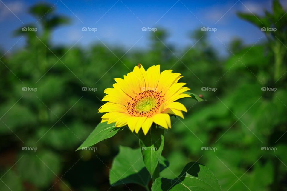 sunflowers