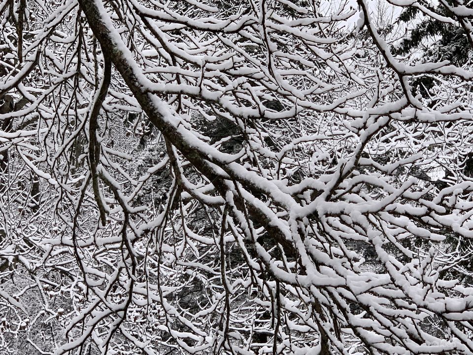 Branches with snow 