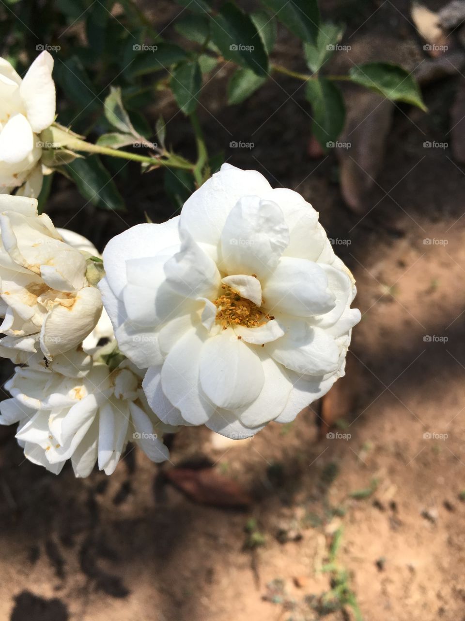 A beleza das #flores logo pela manhã!