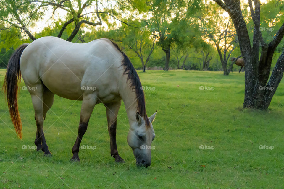 A horse in a green paradise. Lots of grasslands and trees for the horse to explore in. 