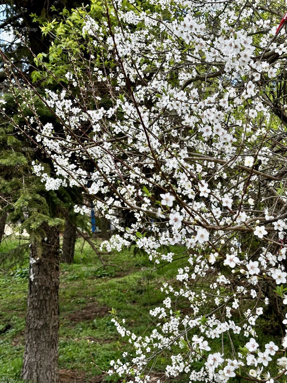 Spring tree