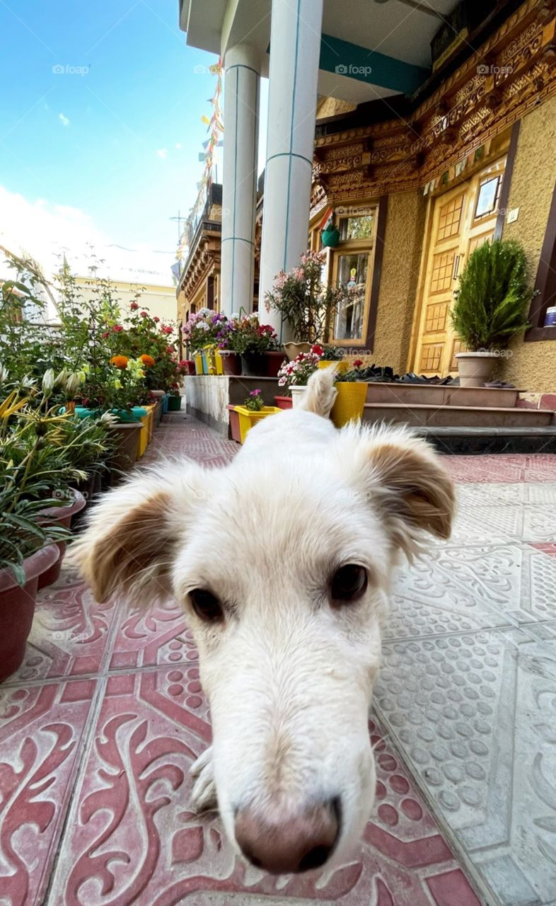 Hello human, let me to the walk.