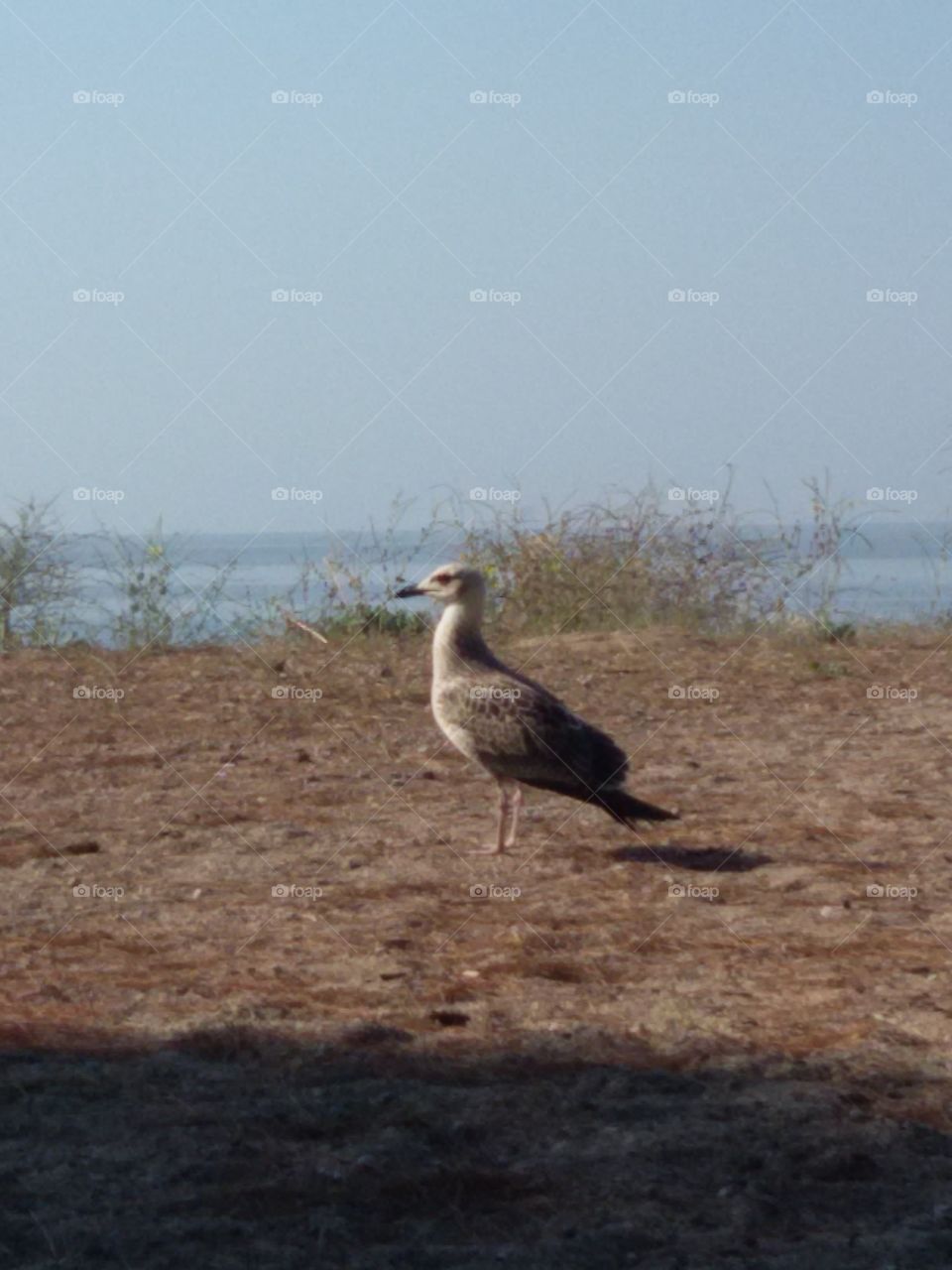 Seagull on the beach