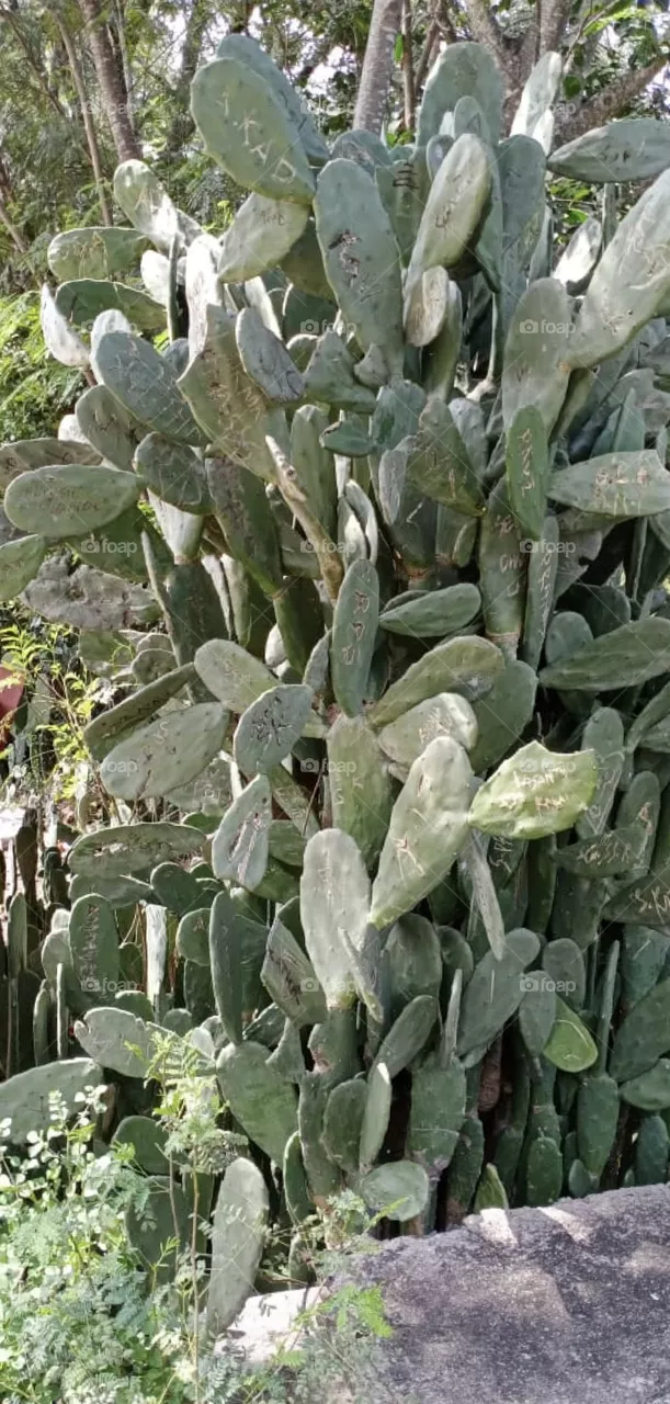 cactus plant