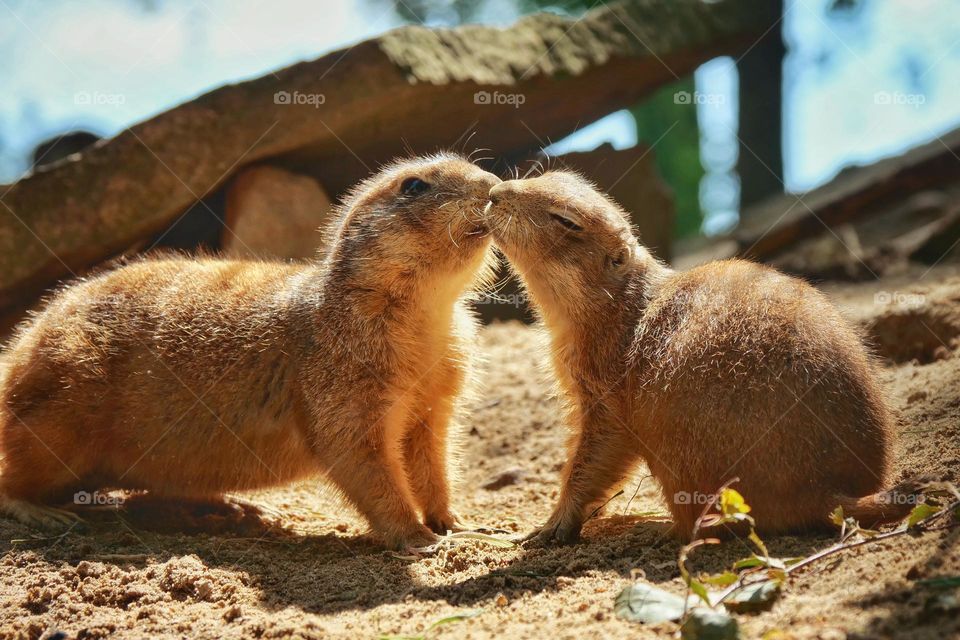 Lovely prairie dogs