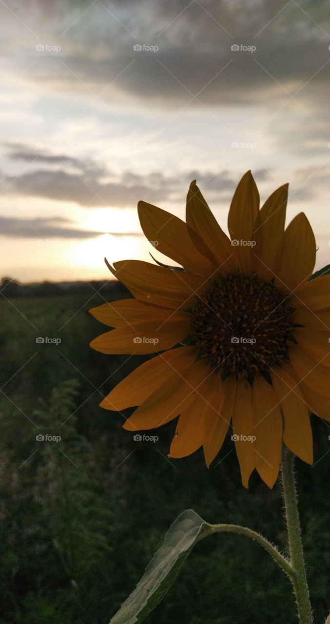 Sun Flowers