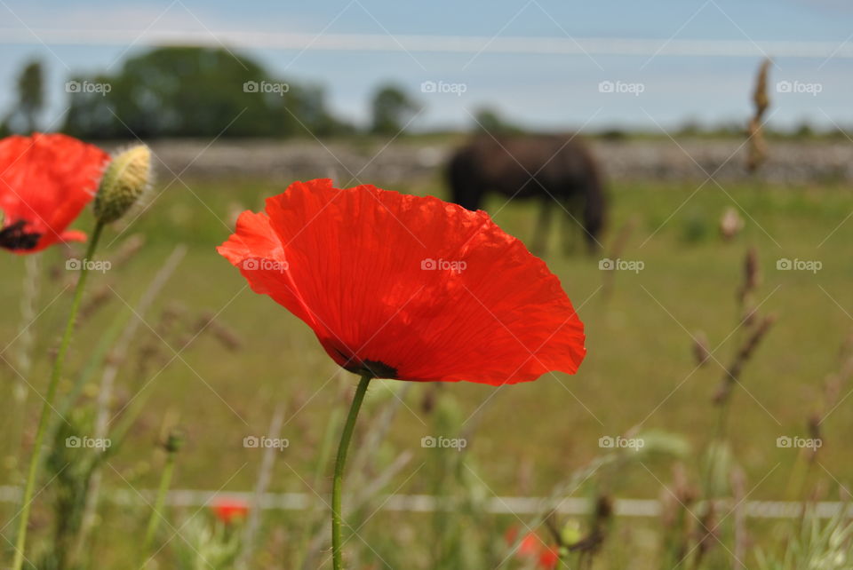 Poppies in the countryside . Horses and poppies in the countryside 