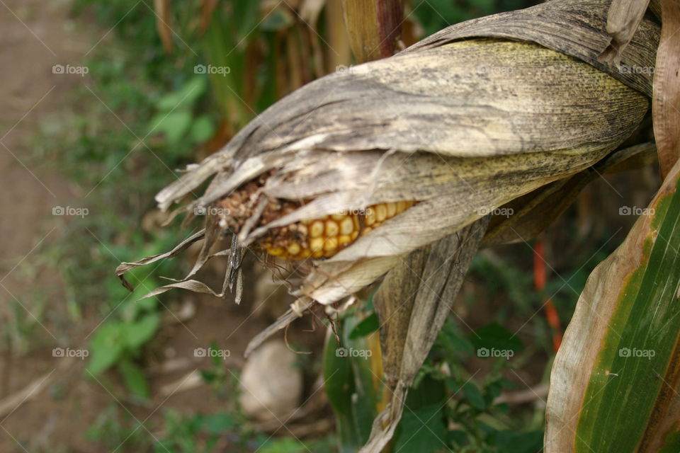 Corn husk