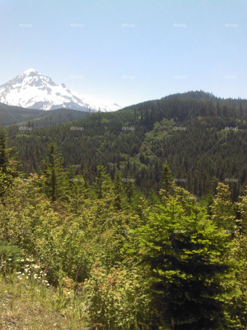 Mt Hood . oregon