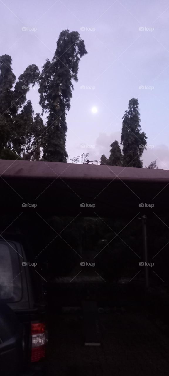 Moon between trees greenery.