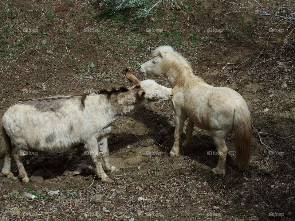 White mini horse and white donkey playing. Both are rescues... and dirty.