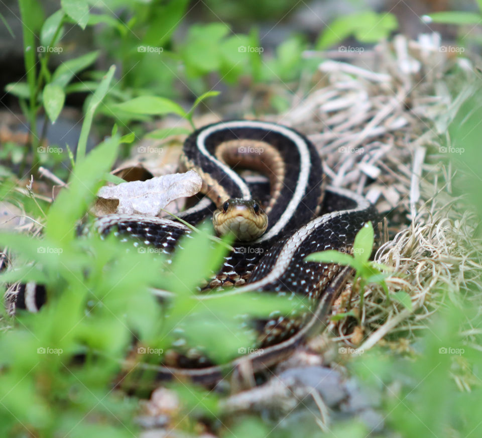 Curious, Full Garter Snake in strike position