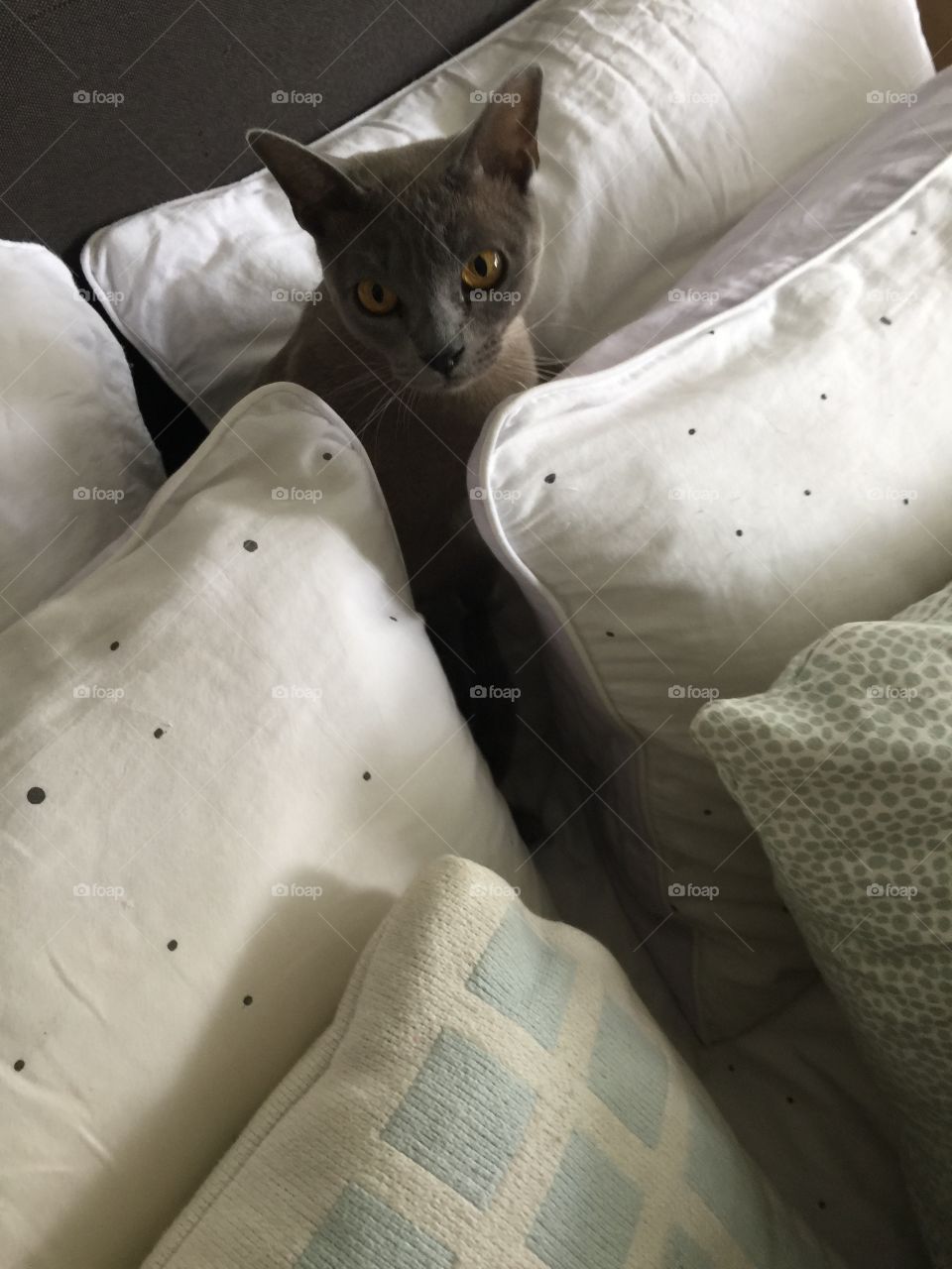 Cat hiding in pillows 
