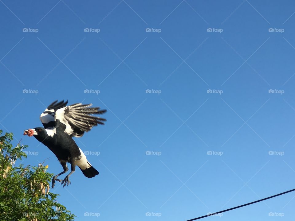 Magpie about to land mid flight with carrion meat in its beak, wings up for landing, minimalist, blue sky negative space 