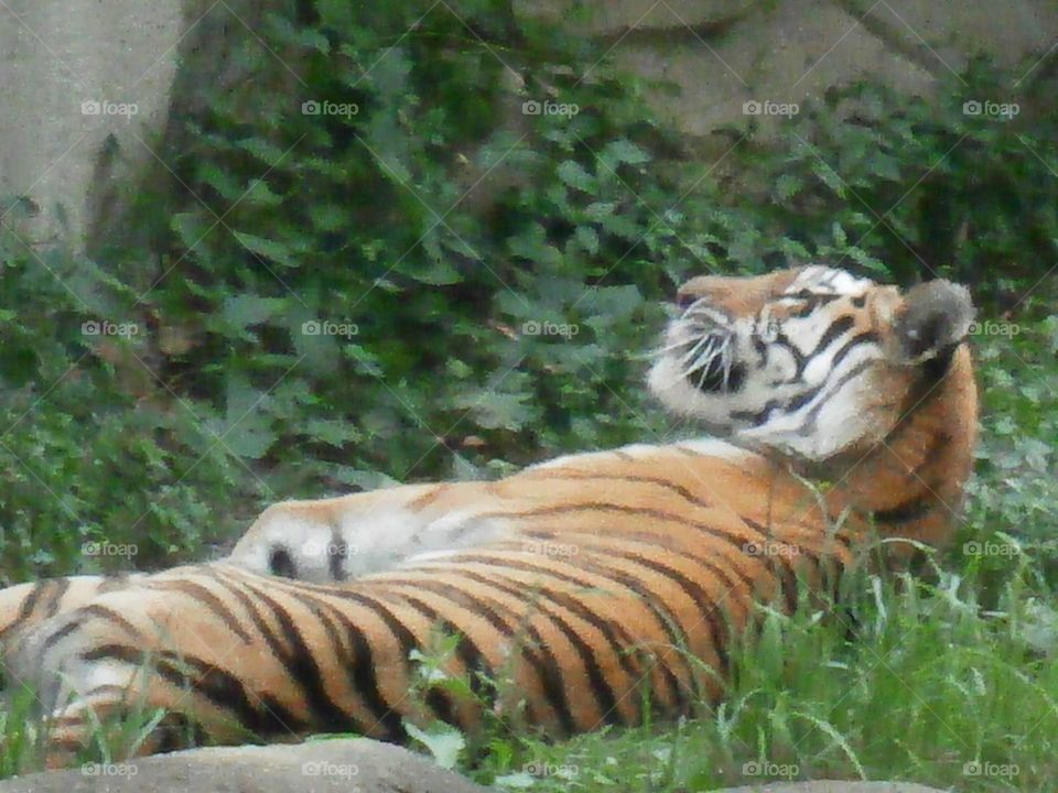 sleepy tiger