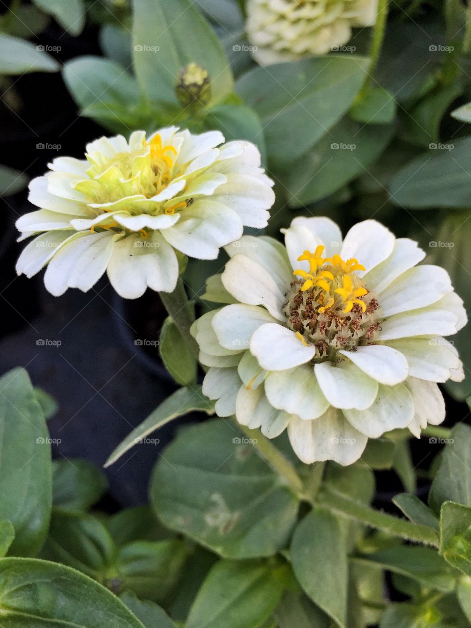 White blooming flowers in the garden 