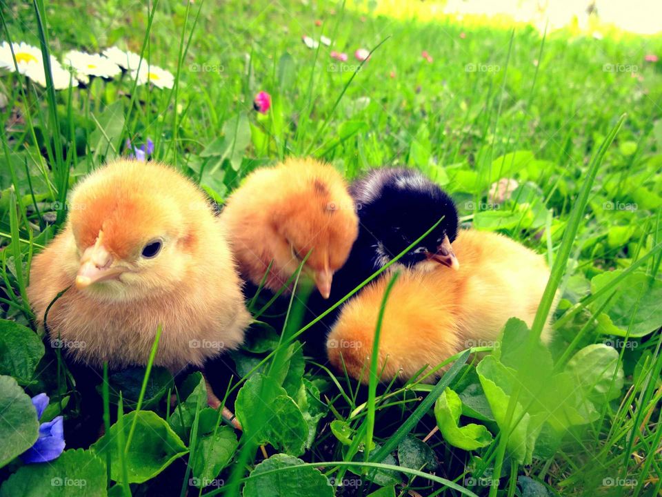 cute chicks