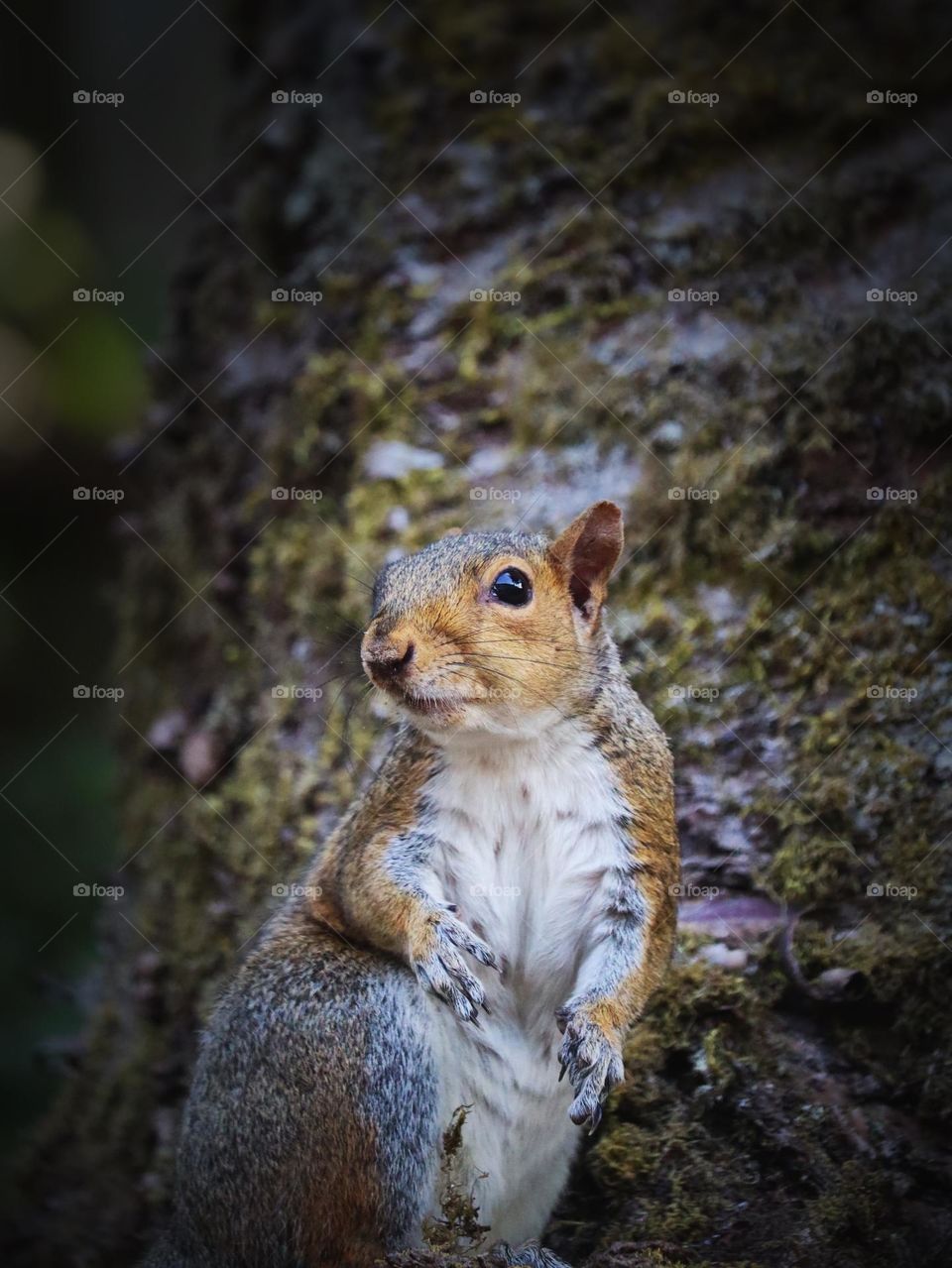 Camouflaged brown squirrel stands very still to blend with their environment as they forage for food