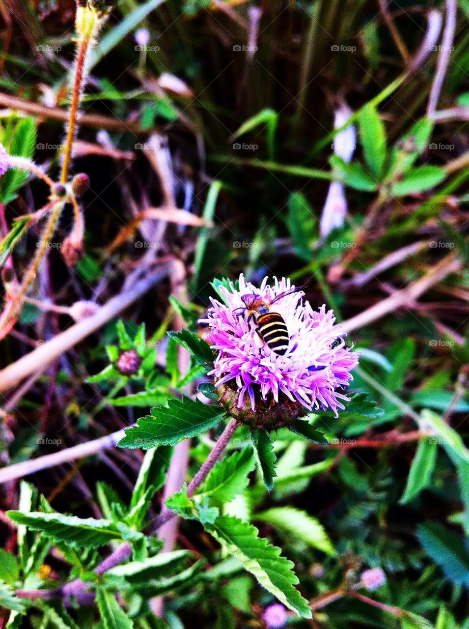 Bee and flower