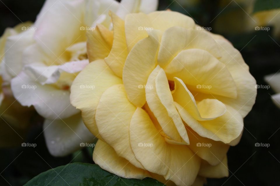 Yellow roses in full blown 