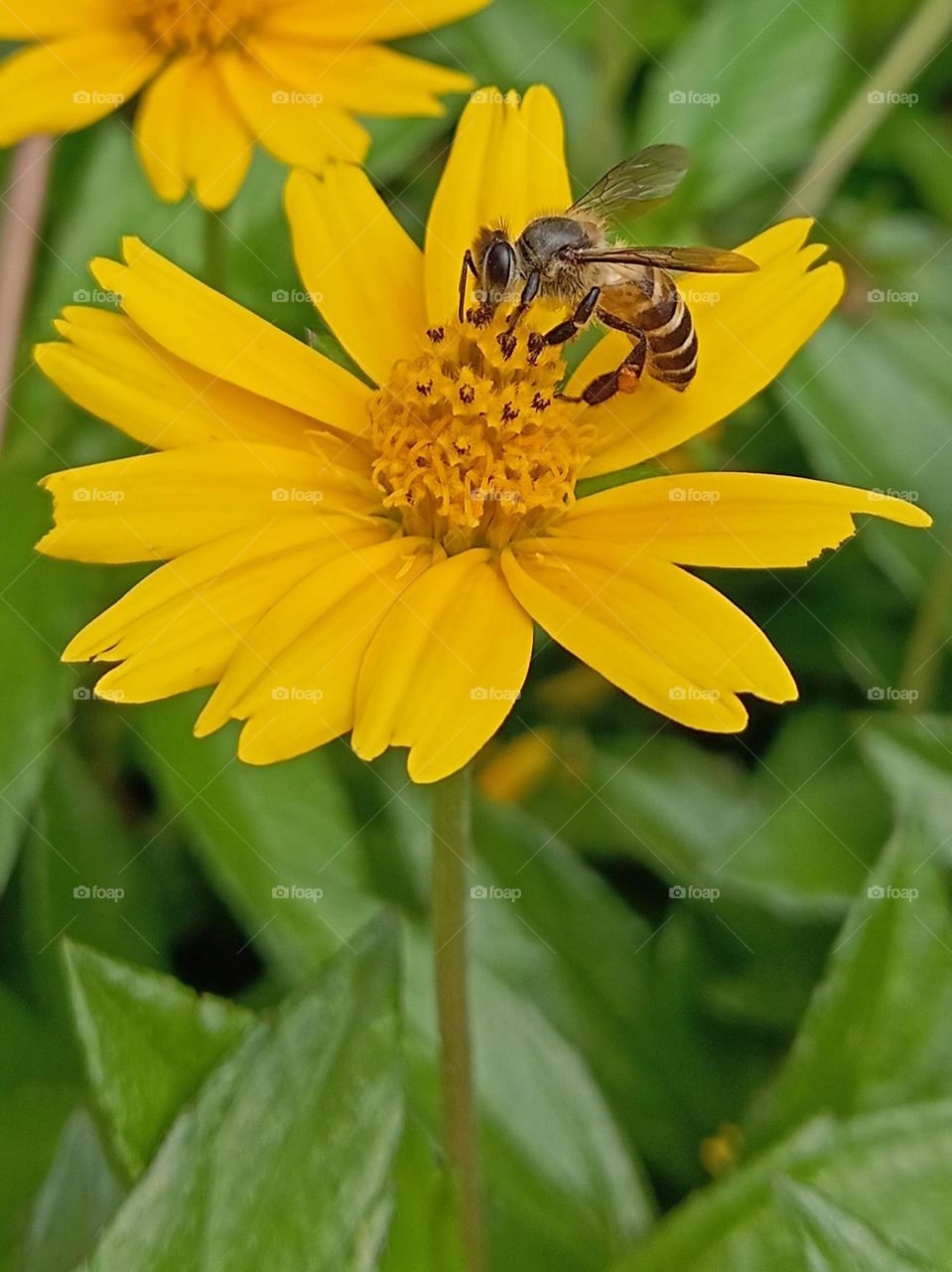 Bee pollinating