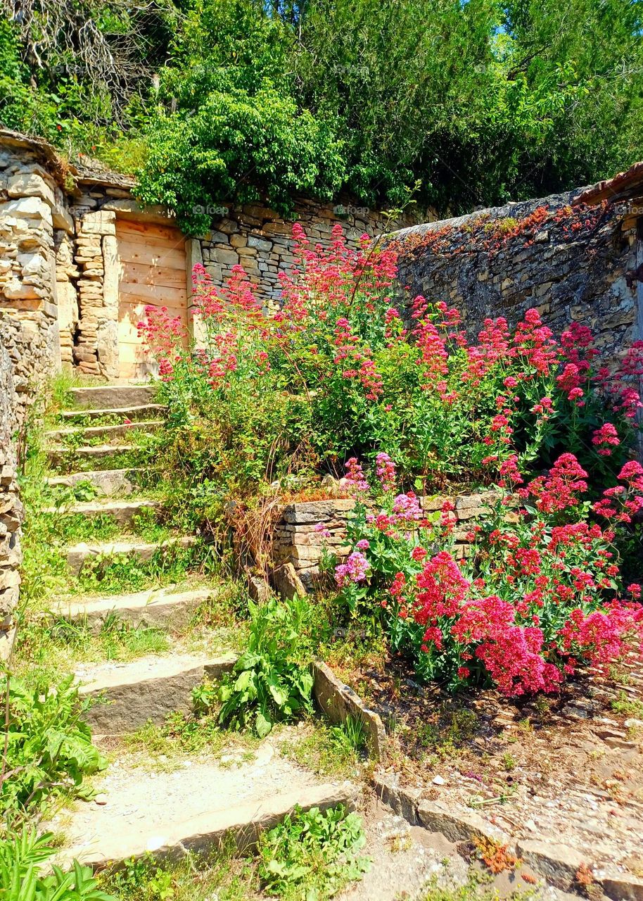 Step into a secret garden where every bloom whispers tales of forgotten summers.