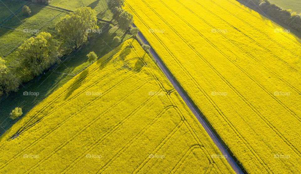 rape field view from above 