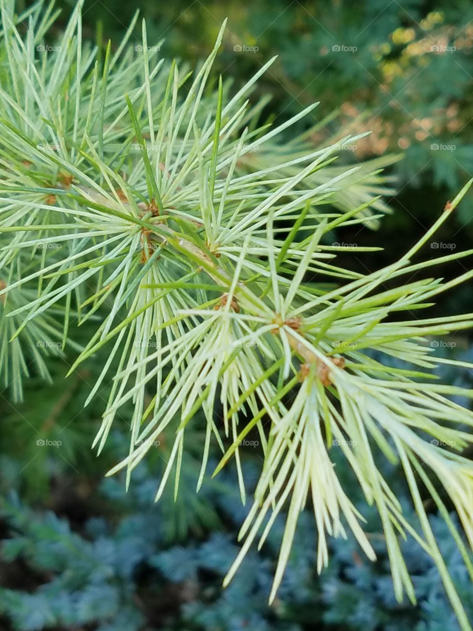 fan needle pine