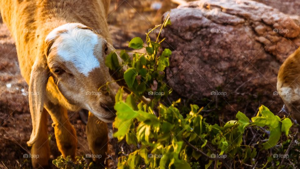 goat eating 