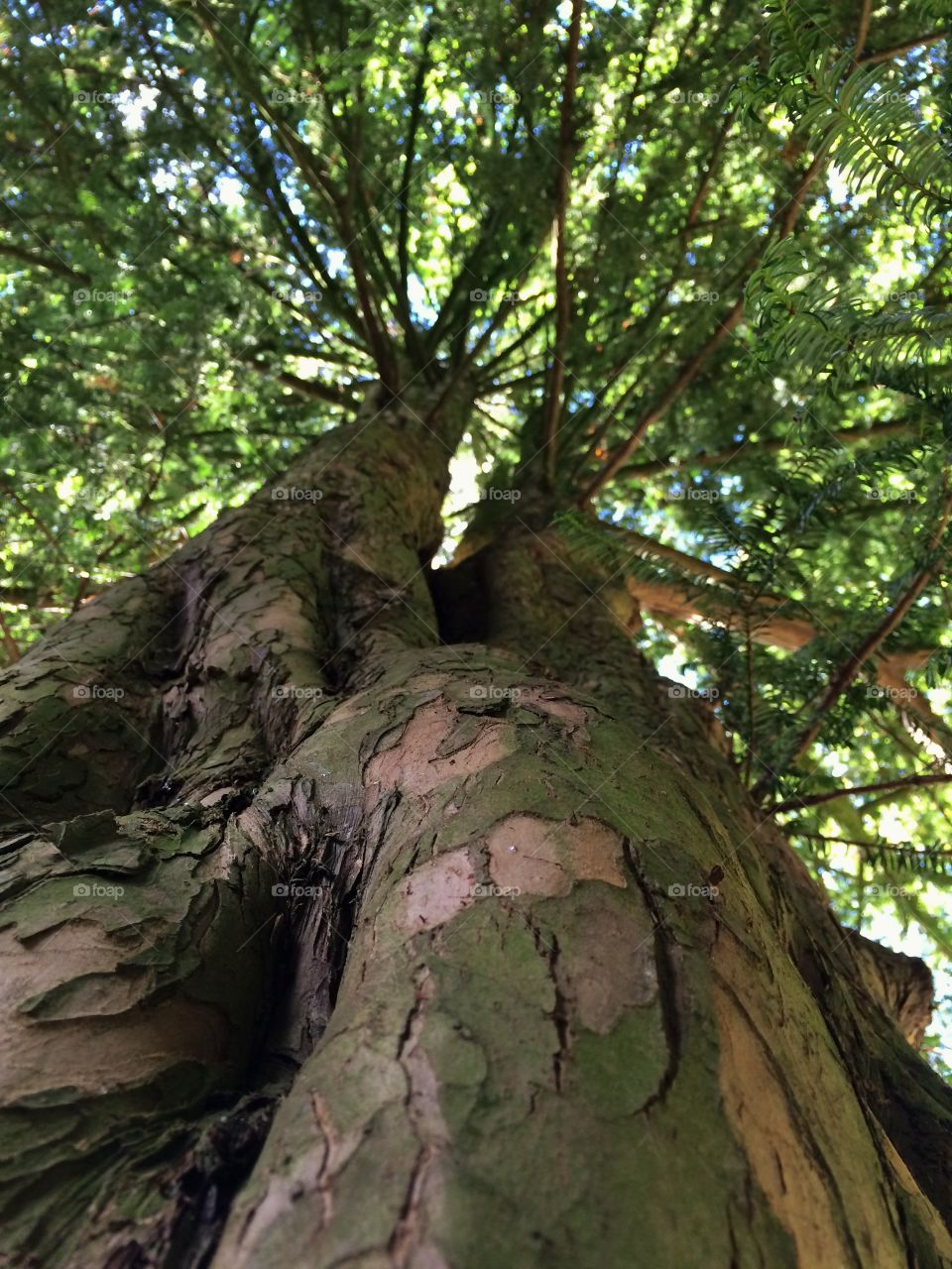 Double Trunk. Shooting  pictures of old trees in a local park for Foap mission looking up ...