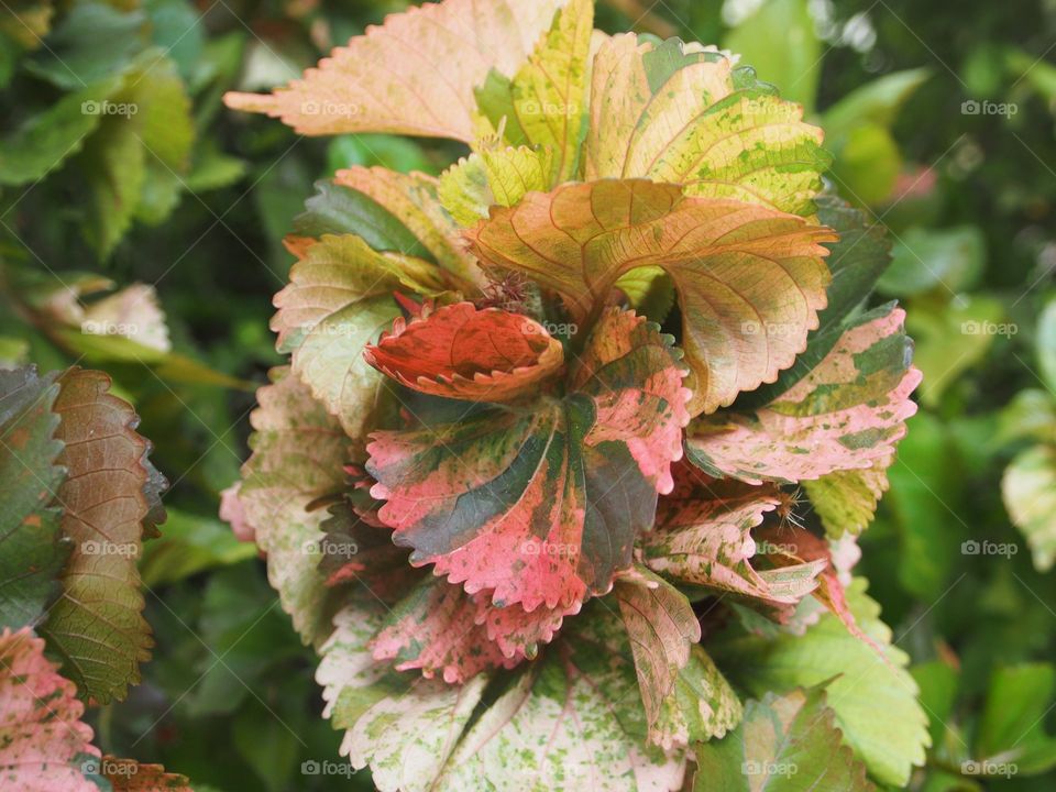 Beautiful leaves