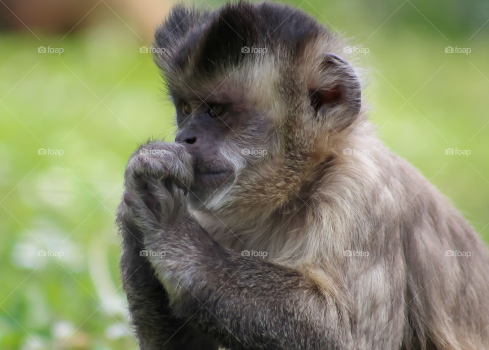 Thinking monkey
