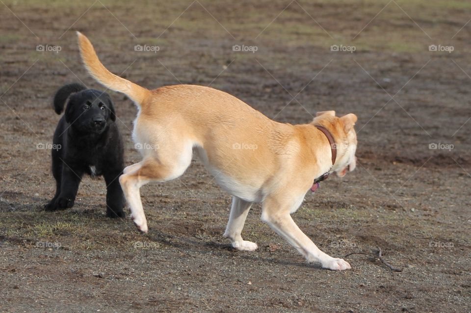 The black pup was not sure what to do with all the hyped up dogs but he still followed them around so he wouldnt miss anything at all