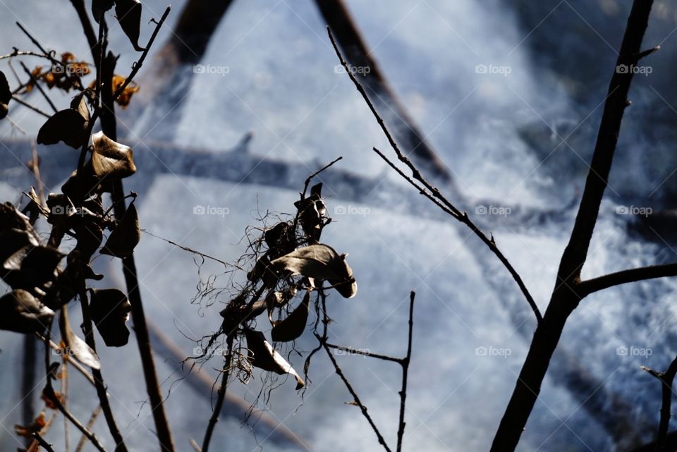 smoke in the forrest