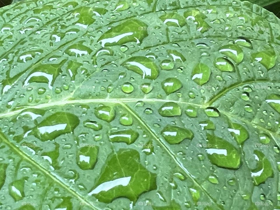 Raindrops on green leaf