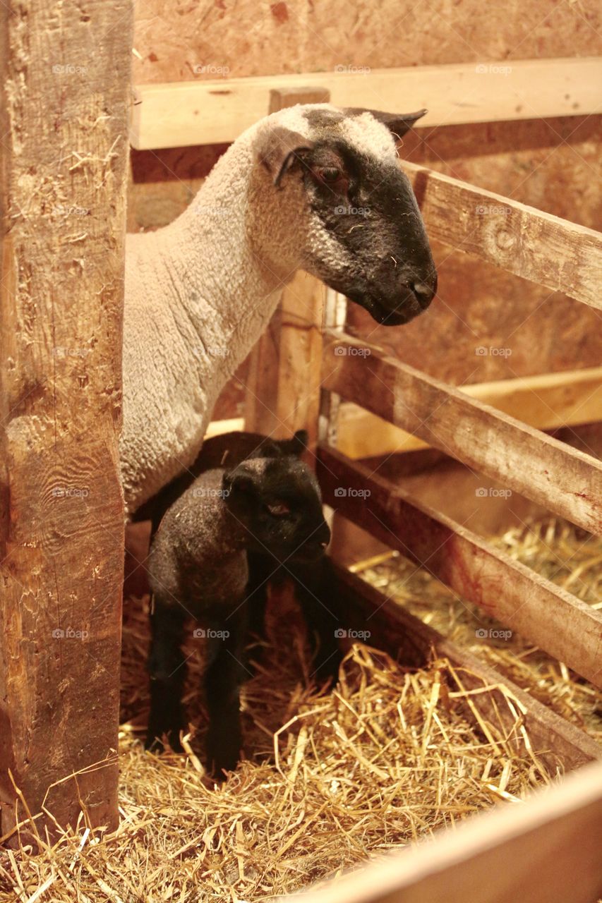 Sheep Baby
