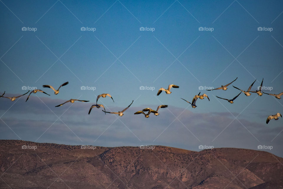 Birds in flight 