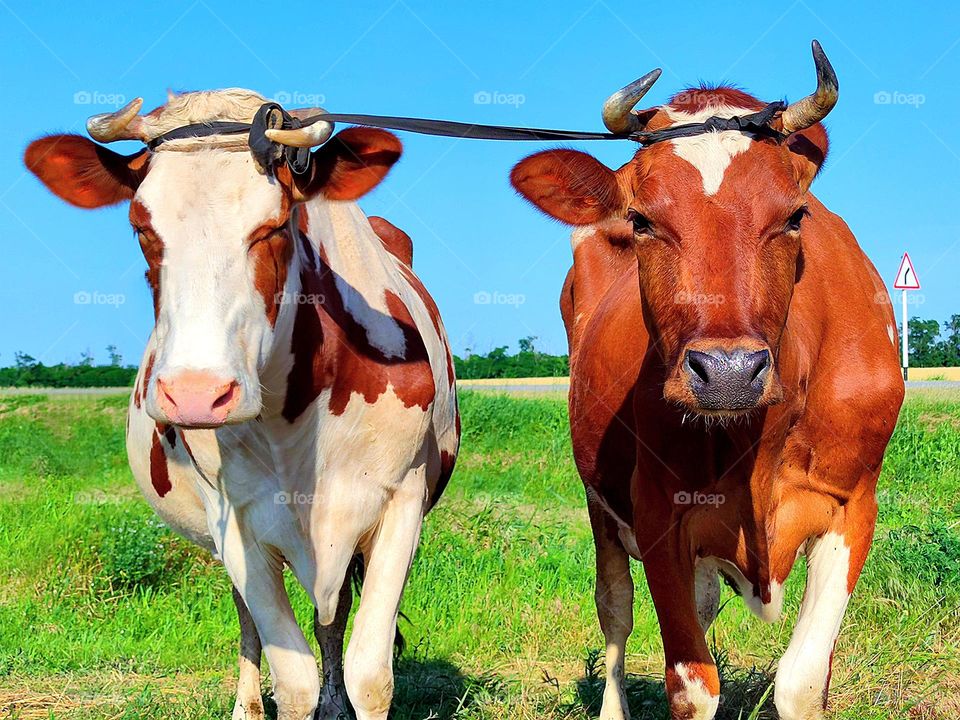 Summer.  On the green grass are two cows: white with brown spots and brown.  Cows are tied to each other by the horns.  Blue sky in the background