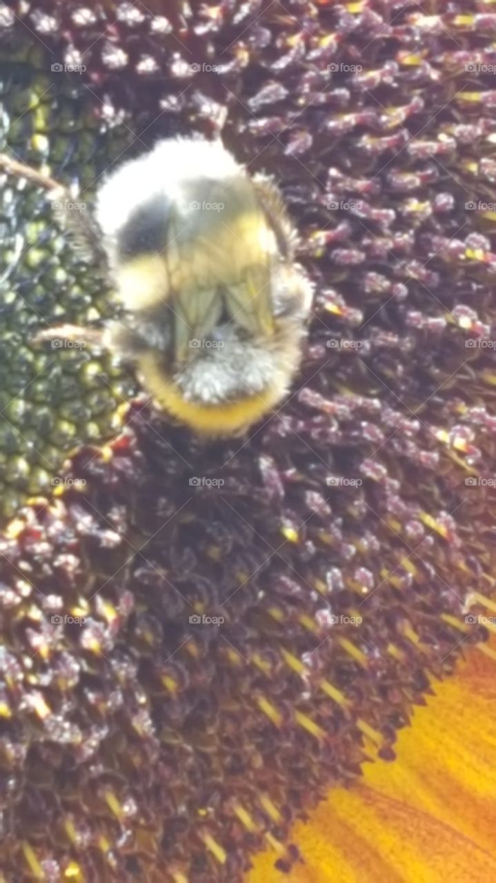 bee working