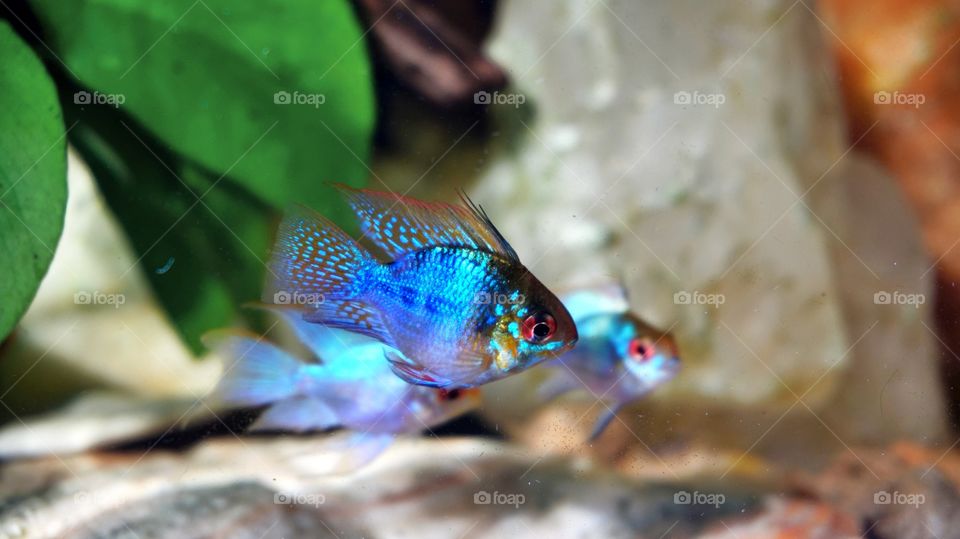 Ram cichlid fish 